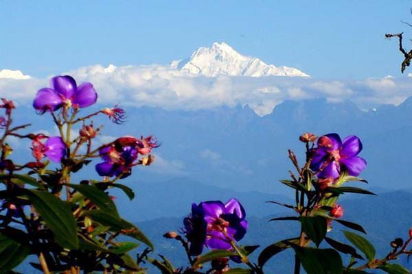 Flowers in Rishyap